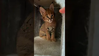 Caracal Serval Hybrid baby girl ❤️ Caraval kitten #velvetexotics #caracal #serval #floppa #kitten