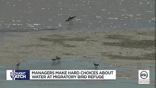 How the Great Salt Lake's dropping water level is affecting a Utah bird refuge