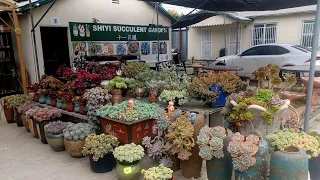 Nursery Visit- Shiyi Succulent Garden in Chino California