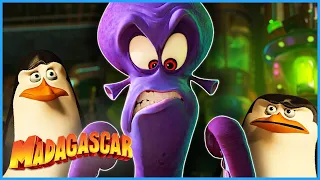 Who is Dave? | DreamWorks Madagascar