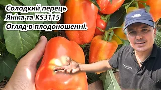 This is the harvest! An overview of two varieties of sweet pepper in our dacha.