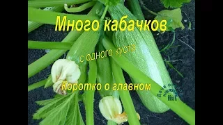 Кабачки: ВЫРАШИВАНИЕ КАБАЧКОВ, ЦУККИНИ! Почему загнивает и опадает завязь у кабачков