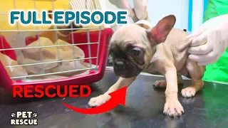 40+ Puppies Rescued From Trafficking Ring | The Dog Rescuers - Season 2 Episode 9