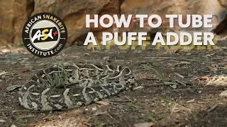 How To - Tube a Puff Adder