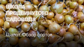 Шалот. Обзор сортов. Школа продвинутого садовода