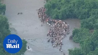 Cowboys herd cattle through rising flood waters in Texas - Daily Mail