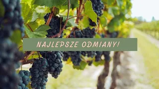 NAJLEPSZE ODMIANY WINOGRON 🍇 Odporne na choroby i smaczne!