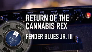 Return of the Cannabis Rex in my Fender Blues junior III