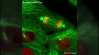 Actual Footage of Cell Division (Kidney Cells)