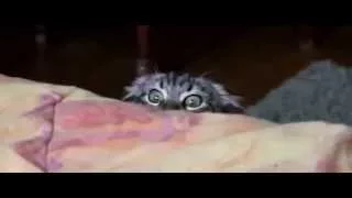 Кошка смотрит фильм ужасов - Видео приколы про кошек