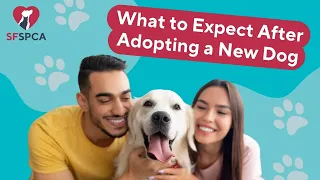 What to do AFTER Adopting a Rescue Dog | Behavior and Training