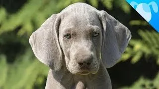 Weimaraner Facts