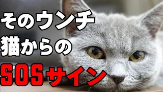 見逃すと手遅れになる事も⁉放っておくとよくない猫のウンチとは