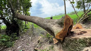 It's raining !! Cut a tree by the roadside.