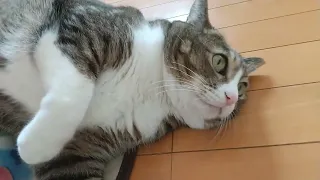 へそ天あまえんぼねこ