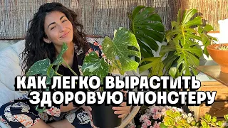 Как вырастить красивую здоровую монстеру легко и быстро! Фитильный полив.