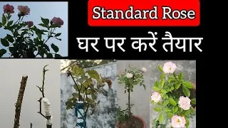 607- How To Make Standard Rose / Standard Rose / स्टैंडर्ड रोज़ / Stem Rose / स्टैम रोज़ / Tree Rose