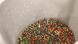 orbeez time lapse (orbeez growing and soaking up water.) SATISFYING