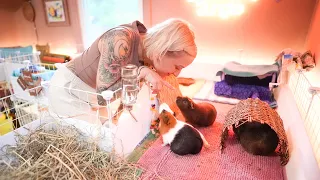 Deep Cage Cleaning With The New Guinea Pig Herd!