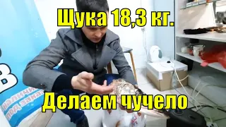 Трофейная Щука 18.3 кг. , делаем чучело на память !