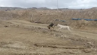 dogo argentino vs pastor alemán