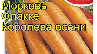 Морковь Флакке Королева осени. Краткий обзор, описание характеристик daucus carota