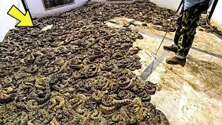 Naaktuhan Nila Ang Napakaraming Mga Ahas Sa Ilalim Ng Bahay | They Found A Hundreds Of Snakes