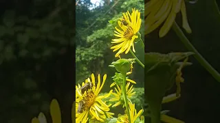 cup plant pollinators