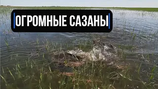 ОГРОМНЫЕ САЗАНЫ!!! Полои нерест в Астрахани.