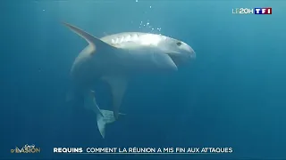 🇷🇪🦈Pas une attaque de requin depuis5️⃣ans: comment La Réunion a stoppé la série noire ? - 2/04/2024