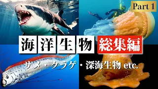 【総集編】海洋生物ランキング動画まとめ ~サメ・クラゲ・深海生物~