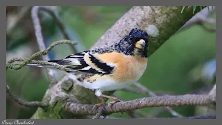 37 oiseaux dans mon jardin / 37 birds in my garden