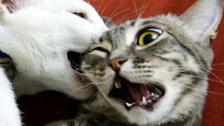 FUNNY CAT MEMES COMPILATION OF 2022 PART 28