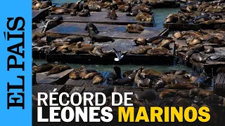 EE UU | San Francisco recibe 1.000 leones marinos en el Muelle 39 | EL PAÍS