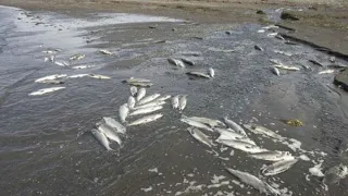 Рыба начала массово выпрыгивать из озера в Китае
