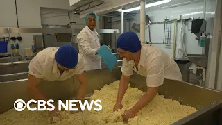 The cheesemaker handcrafting cheddar in the place of its birth