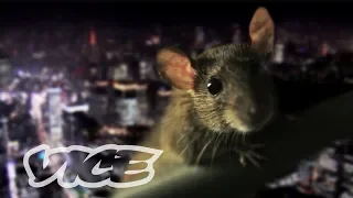 都心に潜む不死身ネズミの進化 - PEST KINGDOM：SUPER RATS