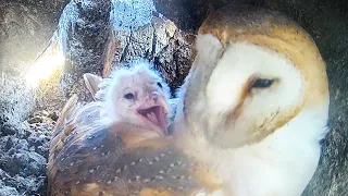 Barn Owls Start Family As Storms Howl Outside | Willow & Ghost | Robert E Fuller