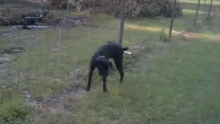 Dog pees on electric fence