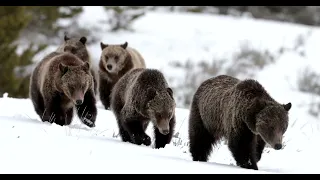 Our Best/Rarest Sightings of Bear 399 & 4 Cubs-Wildlife Photography-Jackson/Grand Tetons/Yellowstone