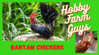 A Beginners Guide To Bantam Chicken Breeds