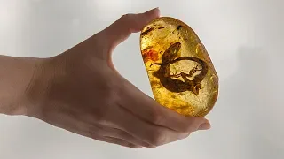 5 Surprising Discoveries Found In Amber!
