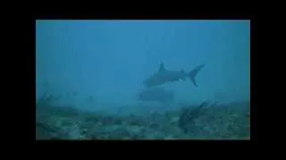 Great shark dive compilation from Jupiter, Florida. Reef sharks, Hammerheads, and Bulls!