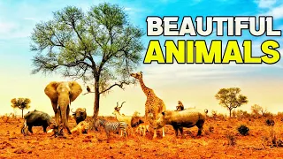 Majestic Animals in the Wild | Stunning 4K Wildlife Tour