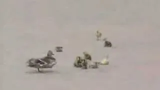 DUCK AND HER DUCKLINGS VS VERY STRONG WIND