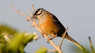 Rock bunting (Emberiza cia) ⁴ᵏ ᵁˡᵗʳᵃ ᴴᴰ