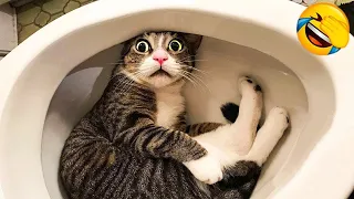 1 Hour Of Funniest Animals 😅 New Funny Cats and Dogs Videos 😸🐶 Part 14