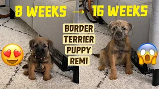 Puppy growing from 8 weeks to 16 weeks | Border Terrier Puppy