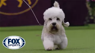 Meet the Terrier Group | WESTMINSTER DOG SHOW (2018) | FOX SPORTS