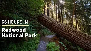 36 Hours in Redwood National Park: Exploring the Best Hikes, Groves and Trees